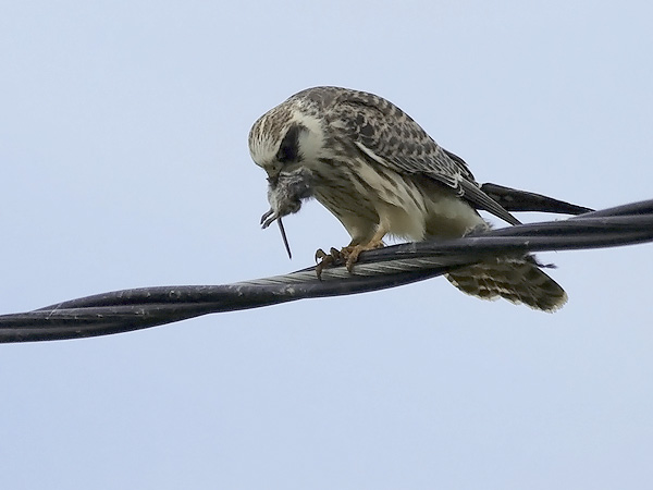 Punajalkahaukka, Red-footed Falcon, Falco vespertinus